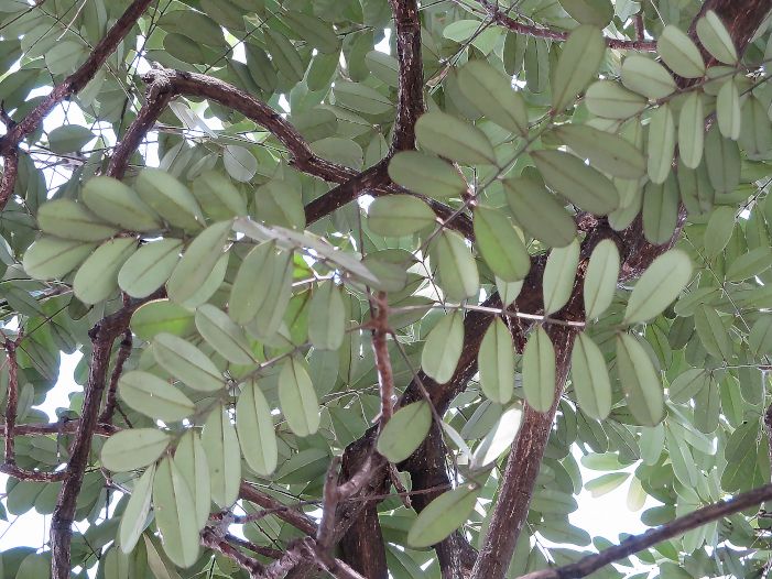 El Árbol de Aceituno en Nicaragua